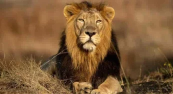 World Lion Day: Why is this Big Cat considered King?