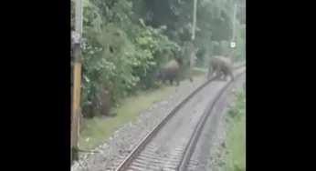 WATCH: Sharp loco pilots slam emergency brakes to save 12 elephants on railway tracks