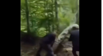 WATCH: Felled tree springs surprise revenge on hackers!