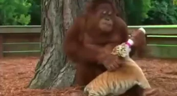 WATCH: Orangutan showering motherly love on tiger cubs!