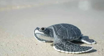 Due to Climate Change only female sea turtles are being born in Florida