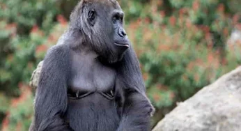 Gorillas develop new sound to connect with zoo keepers
