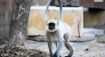 Severely ill langur kept as pet rescued in Agra