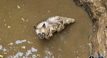 Vigilant villager helps rescue Striped hyena from 30-foot-deep well in Maharashtra