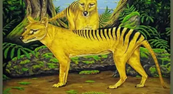 Genetic plan to revive extinct Tasmanian tigers raises concerns