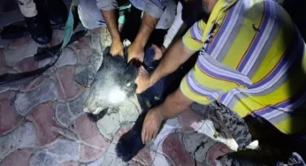 Watch: Black bear causing scare on Srinagar streets captured