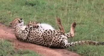 All you need to know about the Cheetah which makes a comeback in India 