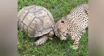 Viral video: Cheetah & tortoise are best friends!