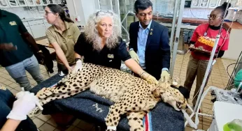 Stage set for PM Modi to release 8 cheetahs in Kuno National Park on his birthday