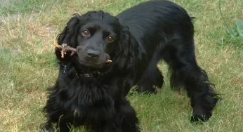 Dogs can smell human stress!