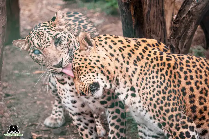 A rare friendship between two leopards in Maharashtra