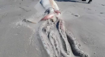 Rare sight of 13-foot-long giant squid stuns tourists on New Zealand beach