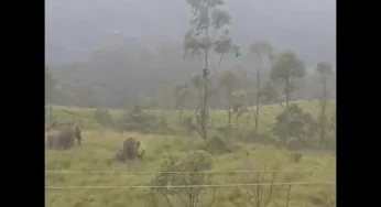 WATCH: Kerala man stuck on tree for one-and-a-half hour to escape wild elephants