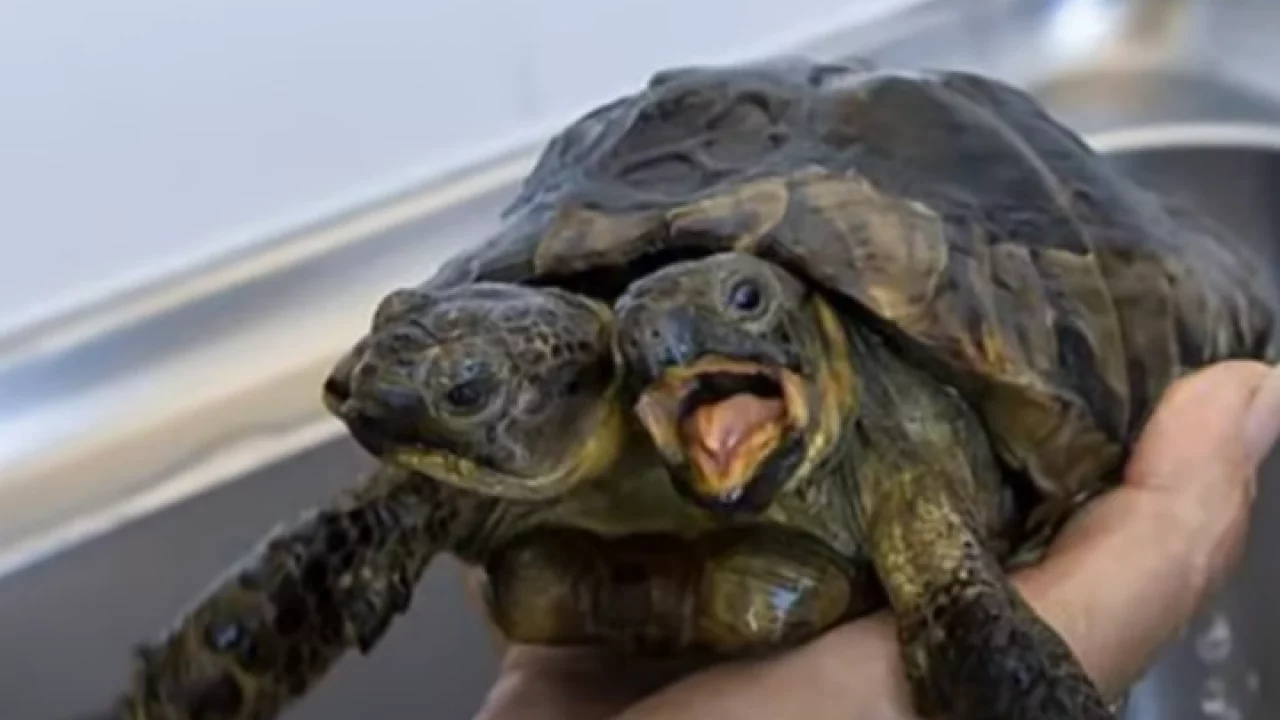 Strangely Two-Headed Tortoise Still Lived Well Through Many Horrible ...