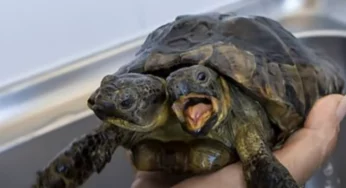 Two-headed tortoise Janus celebrates 25th birthday
