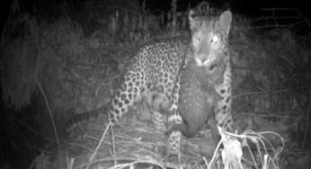 WATCH: Lost leopard cub reunites with mother