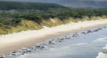 500 whales die after getting beached at New Zealand