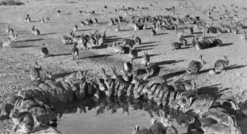 It took just 24 rabbits from England to trigger Australia’s current farm woes