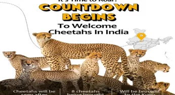 Welcoming back the Cheetah, restoring lost heritage