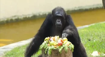 Kolkata zoo’s star chimpanzee Babu celebrates 34th birthday in style