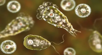 New study finds amoeba that causes fatal brain disease