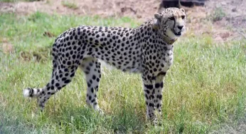 African Cheetahs in India doing well, enjoying buffalo meat