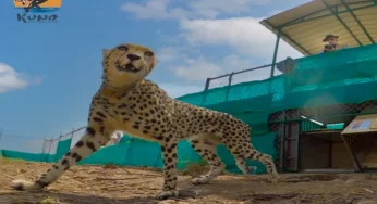 New task force set up to monitor movement of Cheetahs  in Kuno National Park