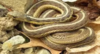 Huge scare on US flight as snake spotted in plane