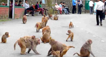 Monkey population declines by 50 % in Himachal following mass sterilisations