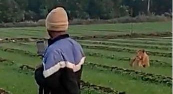 Watch: Lions stray into field in Gujarat, gutsy farmer keeps his cool