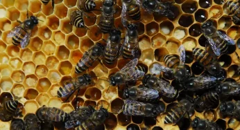 New honey bee species discovered in India after more than 200 years