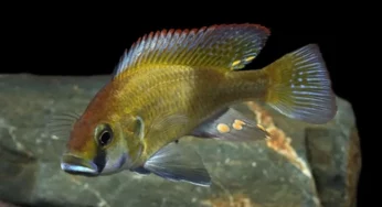 Scientists stunned to see African fish eating their own offspring to survive