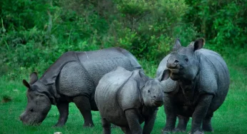 Why the horns of rhinos are becoming smaller over time 