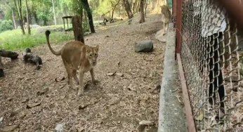 Mumbai’s Sanjay Gandhi National Park gets two new lions