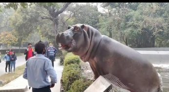 Watch: Brave guard forces hippo to retreat as zoo visitors face danger