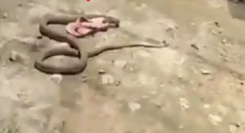 Caught on Camera: Huge snake steals woman’s slipper and swiftly slithers away