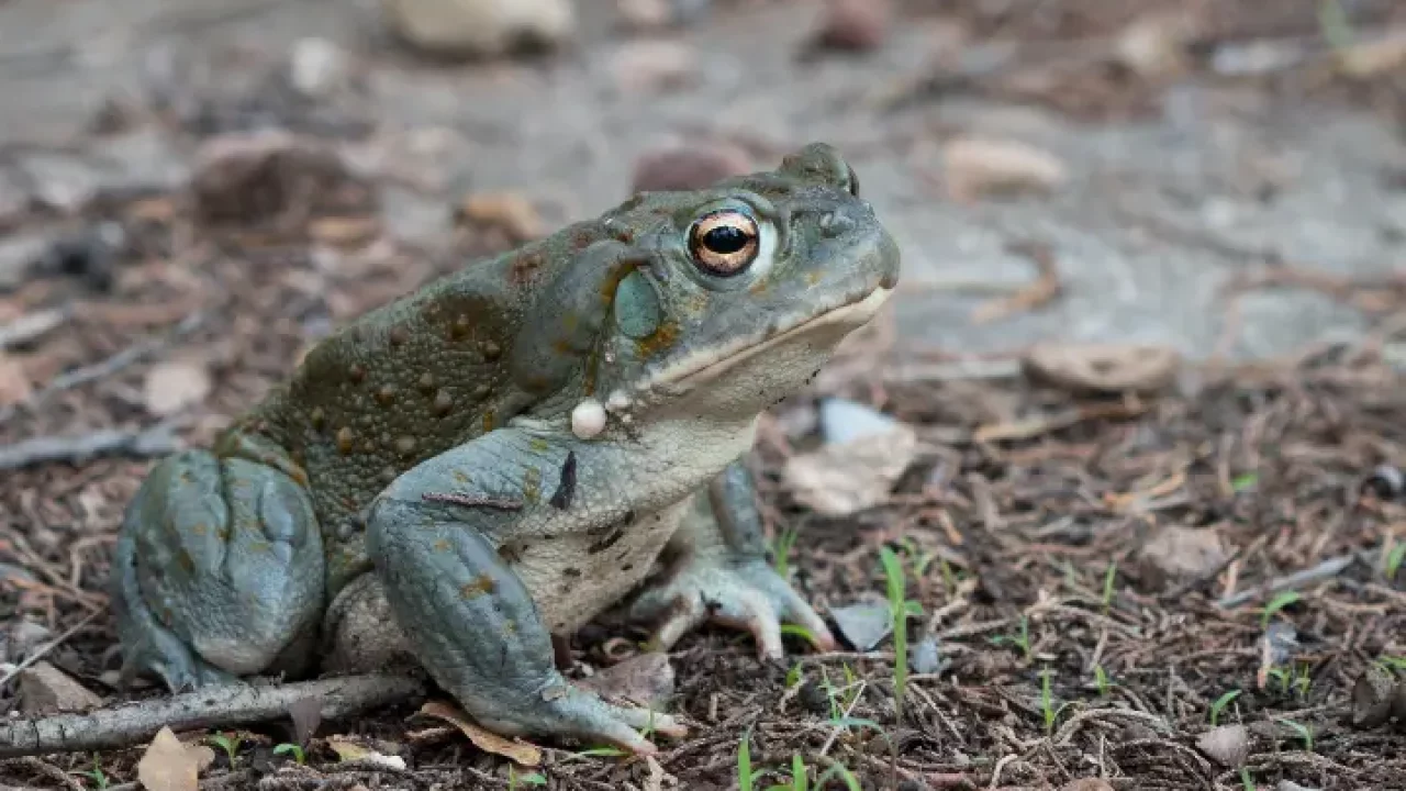 National Park Service urges visitors not to lick toxic psychedelic toads