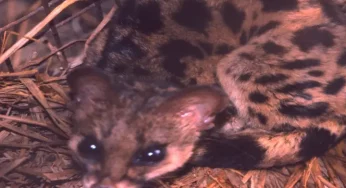 Rare spotted linsang captured on camera in Mizoram’s Murlen National Park
