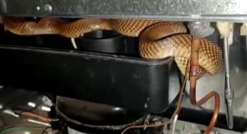 Video: Cobra caught from fridge at house in Karnataka’s Tumakuru