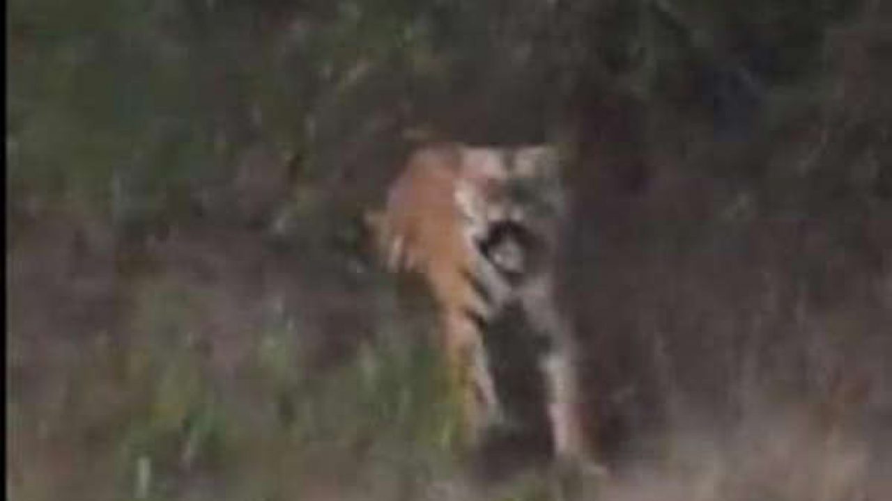 Did security drill scare away tigers ahead of PM Modi's safari