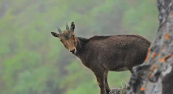 Tamil Nadu launches project to protect Nilgiri Tahr, its State Animal