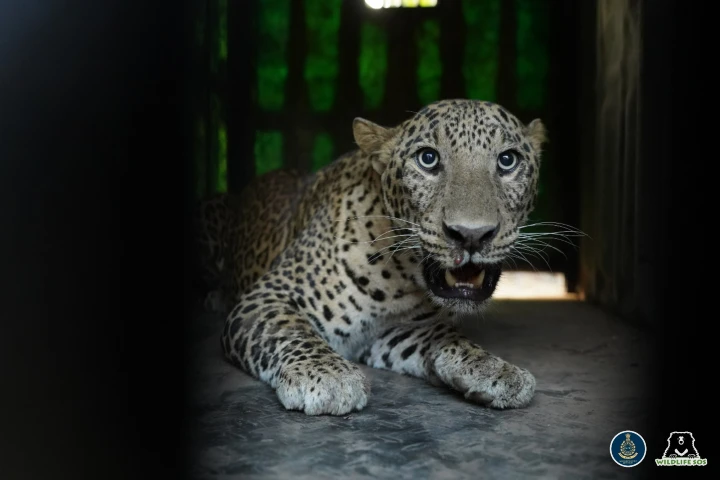 Pimpialgaon Joga Village leopard2