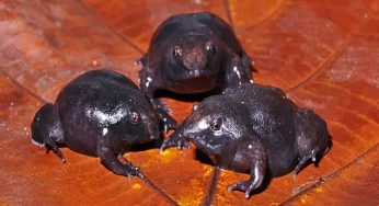 Man-made forest in Kerala turns home for rare purple frog