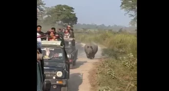 Watch: Angry rhino chasing safari gives tourists a real scare at Kaziranga in Assam