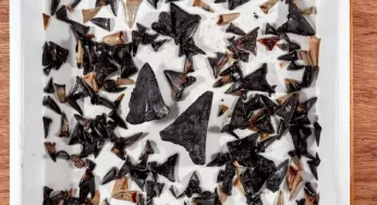 Scientists stunned as thousands of ancient shark teeth discovered in Indian Ocean