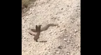 Video: Dare-devil Cobra charges at man shooting at him from close range
