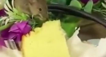 Caught on Camera: Crafty rat eating cake on table while officials are busy in discussion