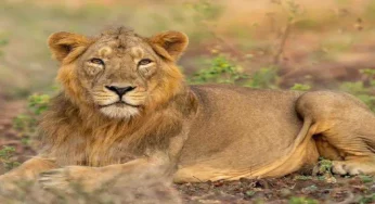 Lion returns to Gujarat’s Barda Wildlife Sanctuary after 143 years