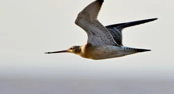 Bird breaks world record by flying non-stop from Alaska to Australia