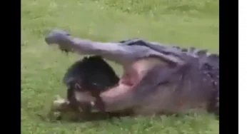 Watch: Tortoise narrowly escapes death from jaws of deadly crocodile